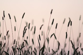 green grass