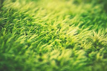 green grass