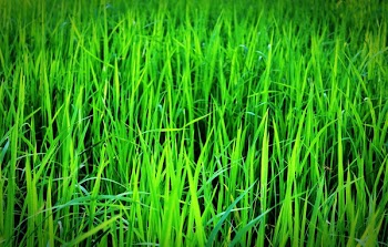 Green Grass