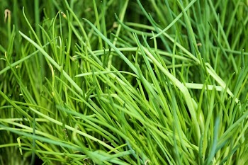 Green Grass