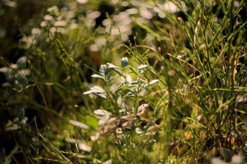 Green Grass