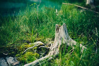 Green Grass
