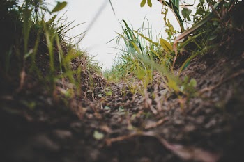 Green Grass
