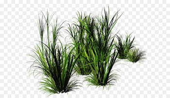 Green grass 