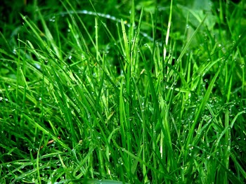 Green Grass