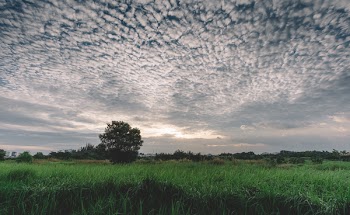 Green Grass
