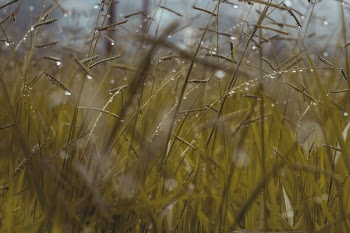 Green Grass