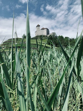 Green Grass