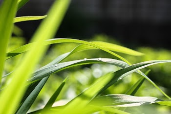 Green Grass