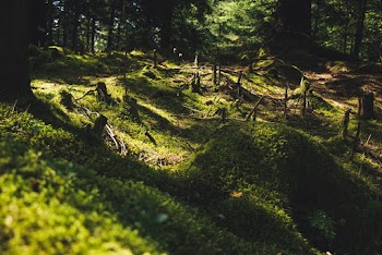 Green Grass