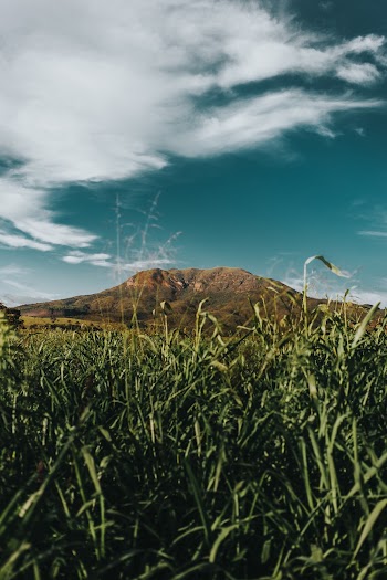Green Grass