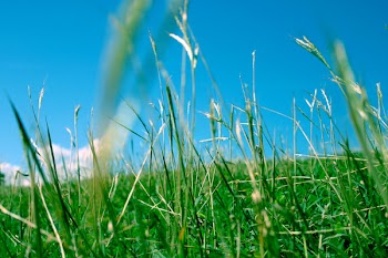 Green Grass 1