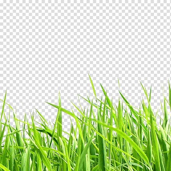 Green grass, Adobe Illustrator Scalable Graphics , Meadow transparent background PNG clipart
