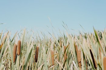 green grass and blue sky horizon