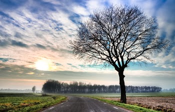 Green Grass and Dry Tree Along Pathway