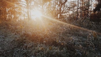 green grass and trees during sunrise