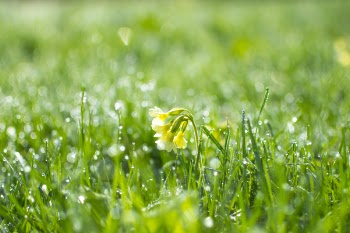 Green Grass at Daytime