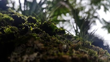 Green Grass Close Up Photo