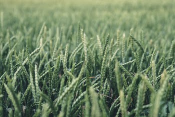Green Grass Close-up Photography