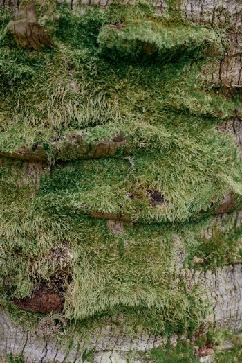 Green Grass Covered With Brown Rocks · Free Stock Photo
