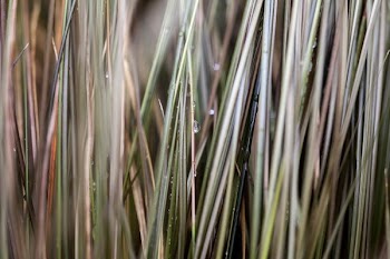 green grass dew