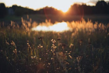 Green Grass Field