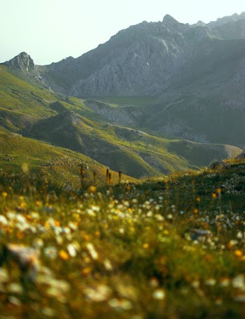 Green Grass Field