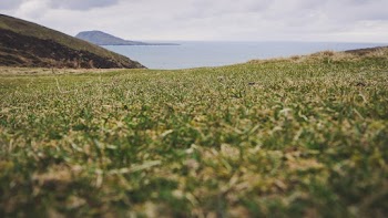 Green Grass Field