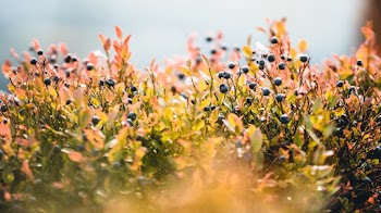 Green Grass Field