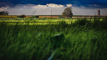 Green Grass Field