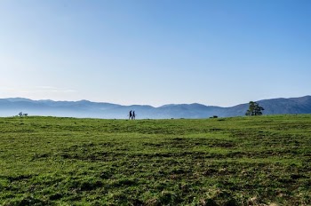 green grass field