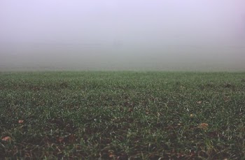 green grass field