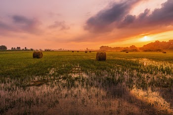 Green Grass Field