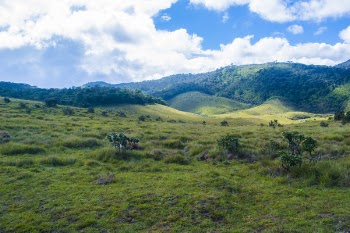 Green Grass Field