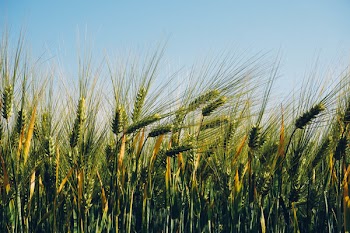 Green Grass Field