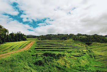 Green Grass Field