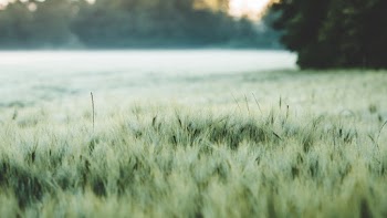 Green Grass Field