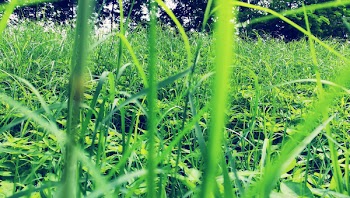 Green Grass Field