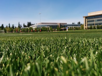 Green Grass Field