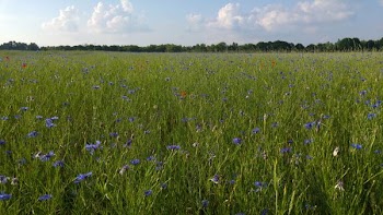 green grass field