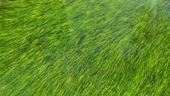 green grass field