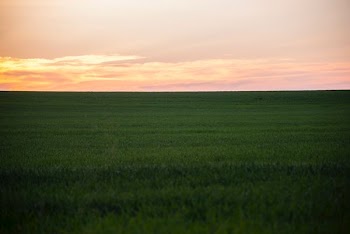 green grass field