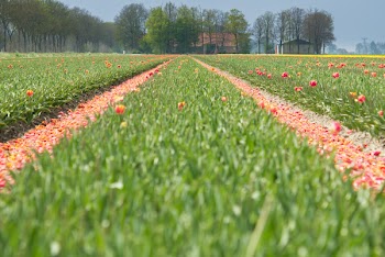 Green Grass Field