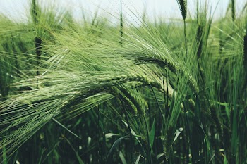 Green Grass Field