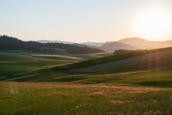 Green Grass Field