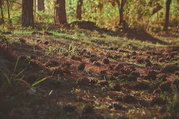 Green Grass Field