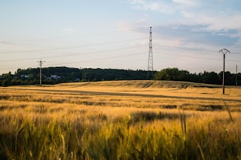 Green Grass Field
