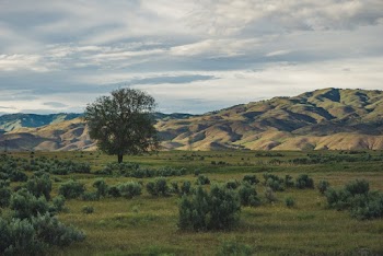 Green Grass Field