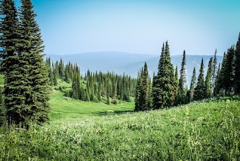 Green Grass Field