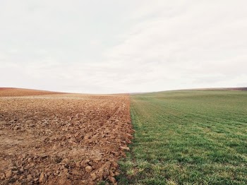 green grass field and brown soil
